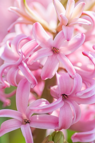 微距摄影的粉红色和白色的花朵
